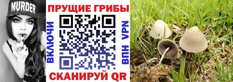 Псилоцибиновые грибы Cubensis Волчанск